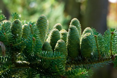 Abies koreana - jedle korejská - šišky